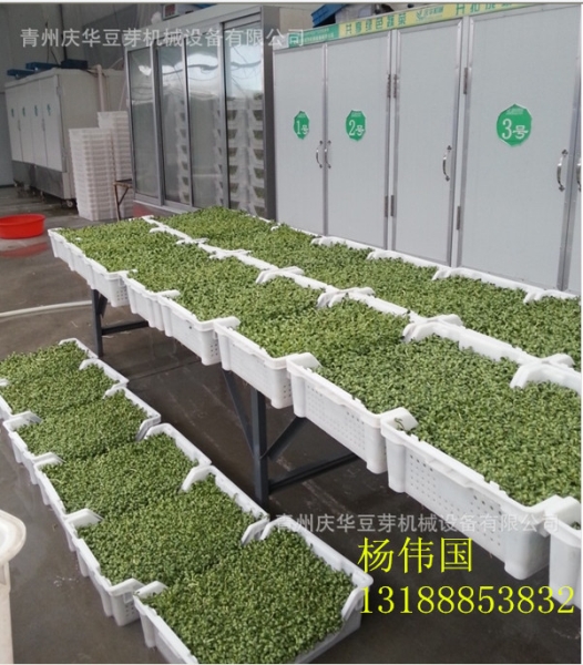 芽苗菜批發基地